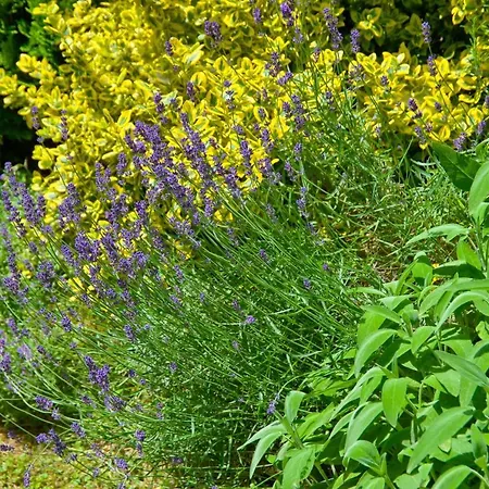 Thermen Gabriela Apartment